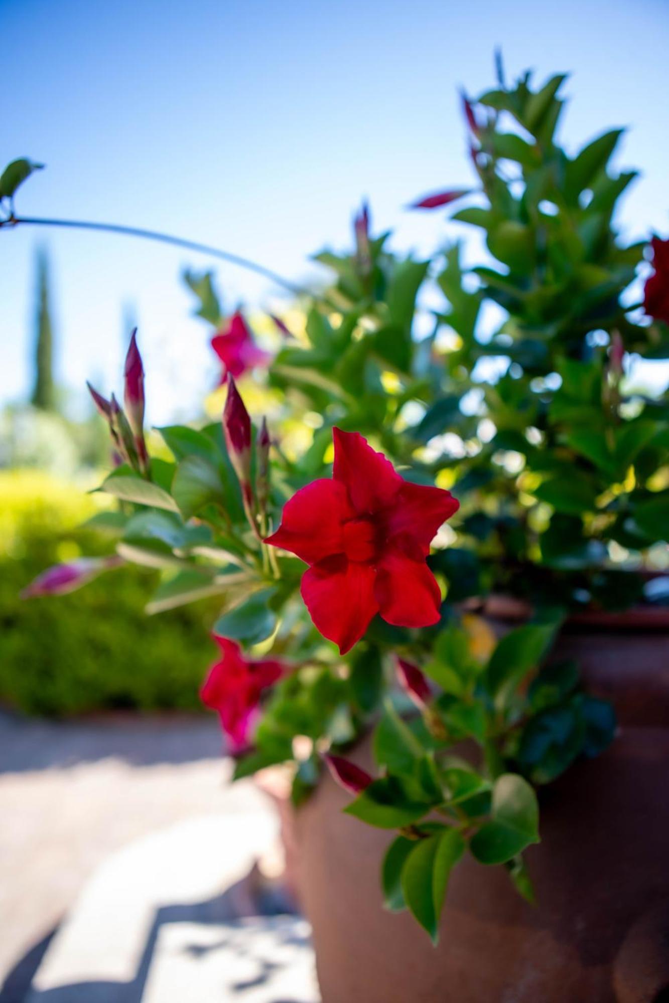 Relais Villa Italia Selcetta Bagian luar foto